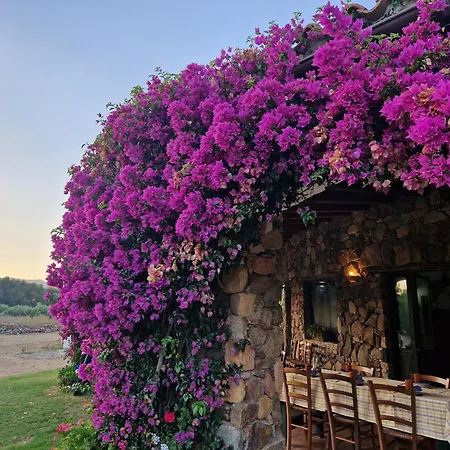 Casa Olive * San Vito